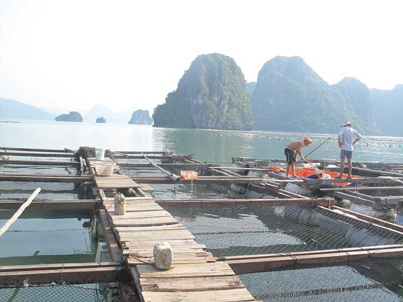 Chính phủ phê duyệt Đề án chuyển đổi một số nghề khai thác hải sản ảnh hưởng đến môi trường sinh thái